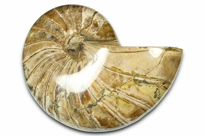 Polished Fossil Nautilus (Cymatoceras) - Madagascar #379013